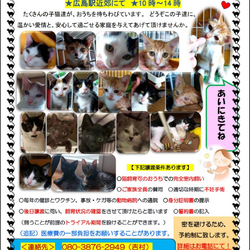 【要予約】子猫の譲渡会