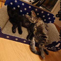 【要予約】子猫の譲渡会 サムネイル2