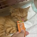 山に捨てられかけた子猫です。