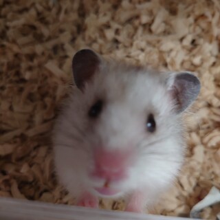 ハムスター里親募集中