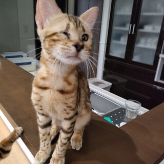　片眼のベンガル仔猫
