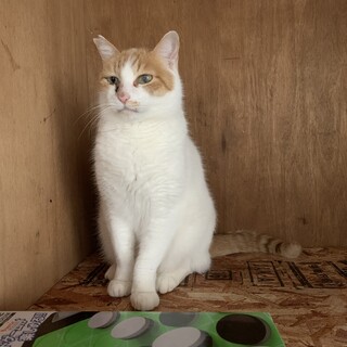 猫同士で仲良くできるかわいい男の子です。