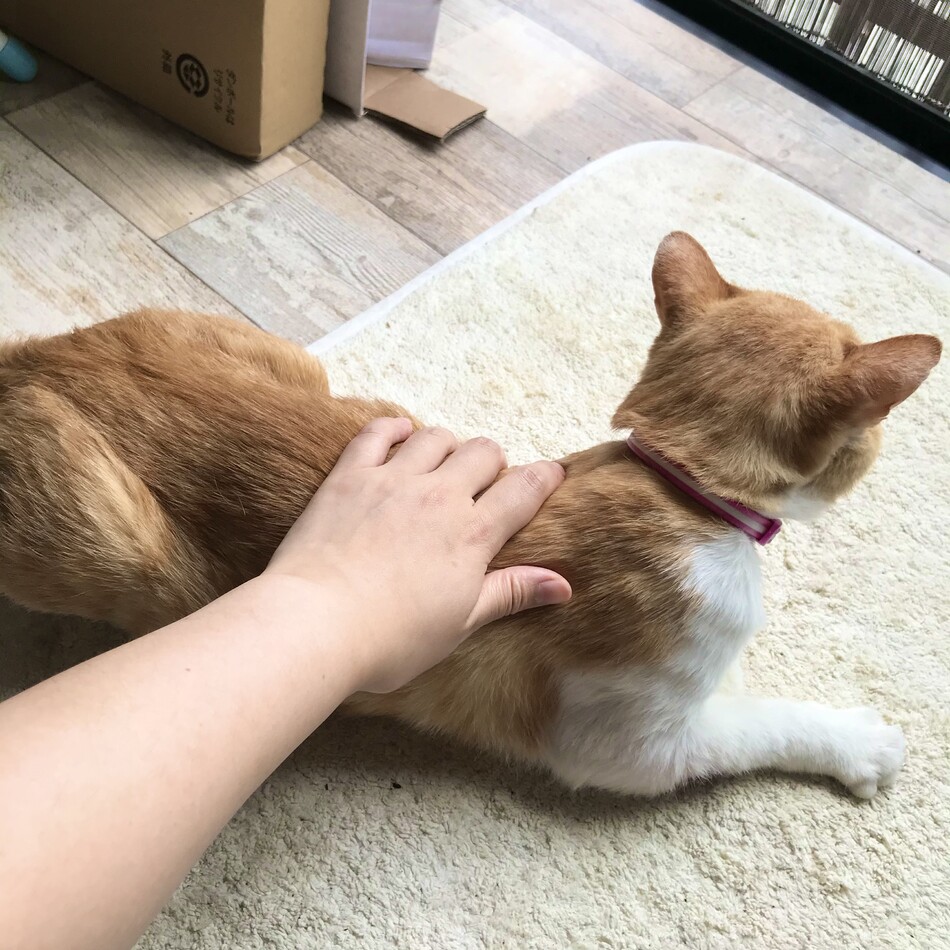 茶色ちゃん（仮）のカバー写真