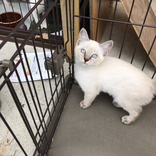 庭で産まれたブルーアイの可愛い男の子！！