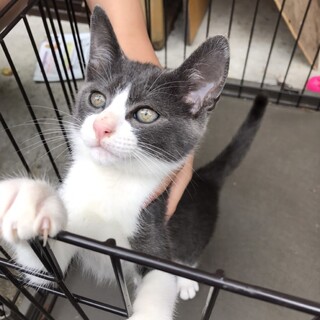 庭で産まれた、人懐っこい男の子！！