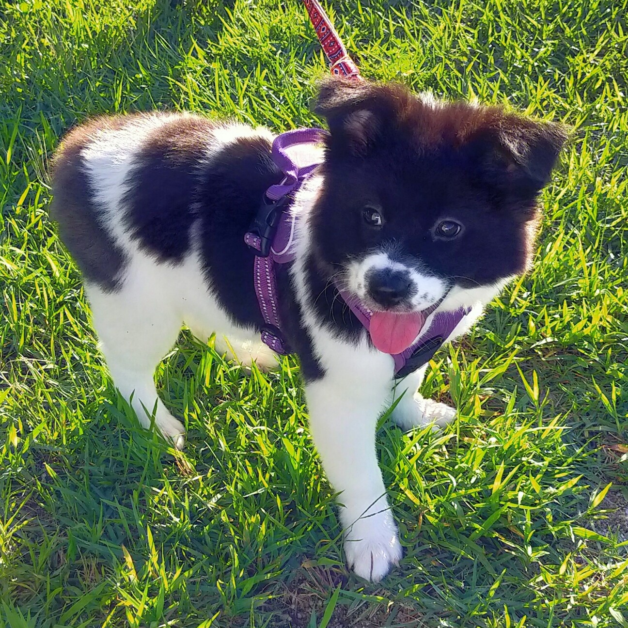 ひな 2か月 大阪府 犬の里親募集 ペットのおうち 月間利用者150万人