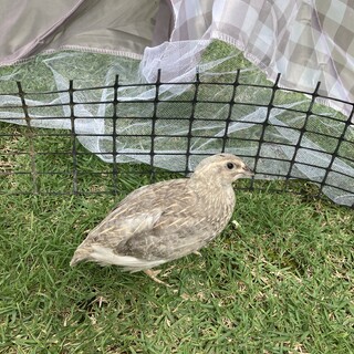 【交渉中：ありがとうございました】並うずら