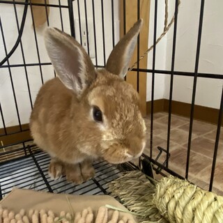 ネザーランドドワーフ　1歳男の子　