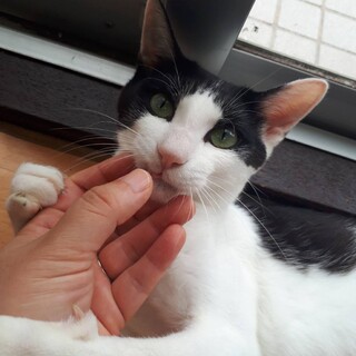 保護してくれているお家の子になりました⭐︎