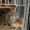 デグー幼生期里親募集 サムネイル3