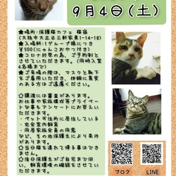 にゃんこ譲渡会