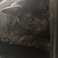 チュチュ