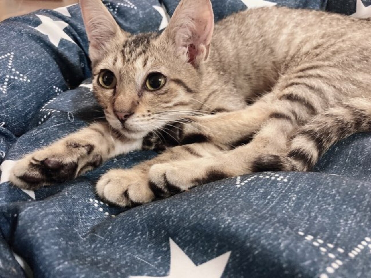 小さく可愛いキジトラの 大阪府 猫の里親募集 ペットのおうち 月間利用者150万人