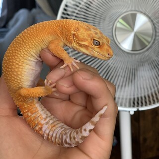 ヒョウモントカゲモドキ　ファイアウォーター