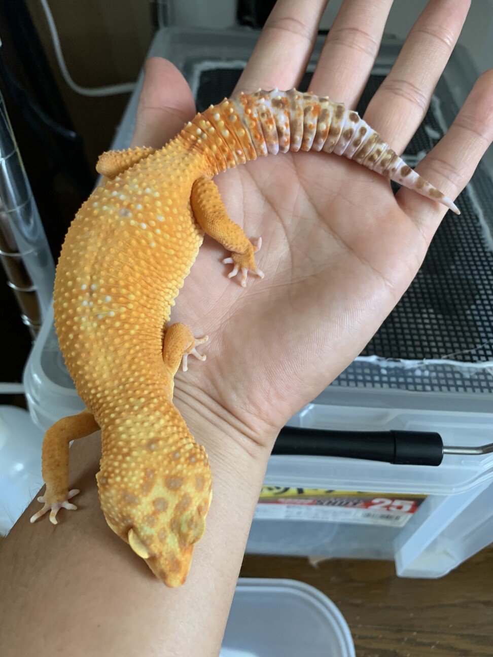爬虫類飼育ケージ レオパ（ヒョウモントカゲモドキ）里親募集のため