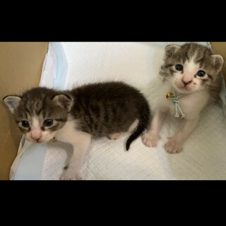 ミルクで育て中☆兄妹一緒優先