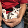 白グレーの子猫の里親募集 サムネイル6