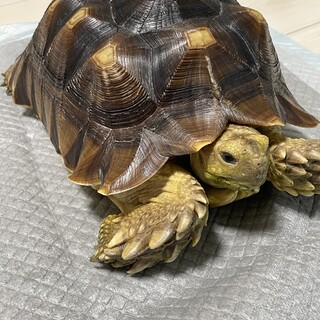 ケヅメリクガメ 