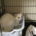 かわいい子を保護しました。