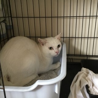 かわいい子を保護しました。