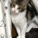 フワフワ長毛のモコちゃん