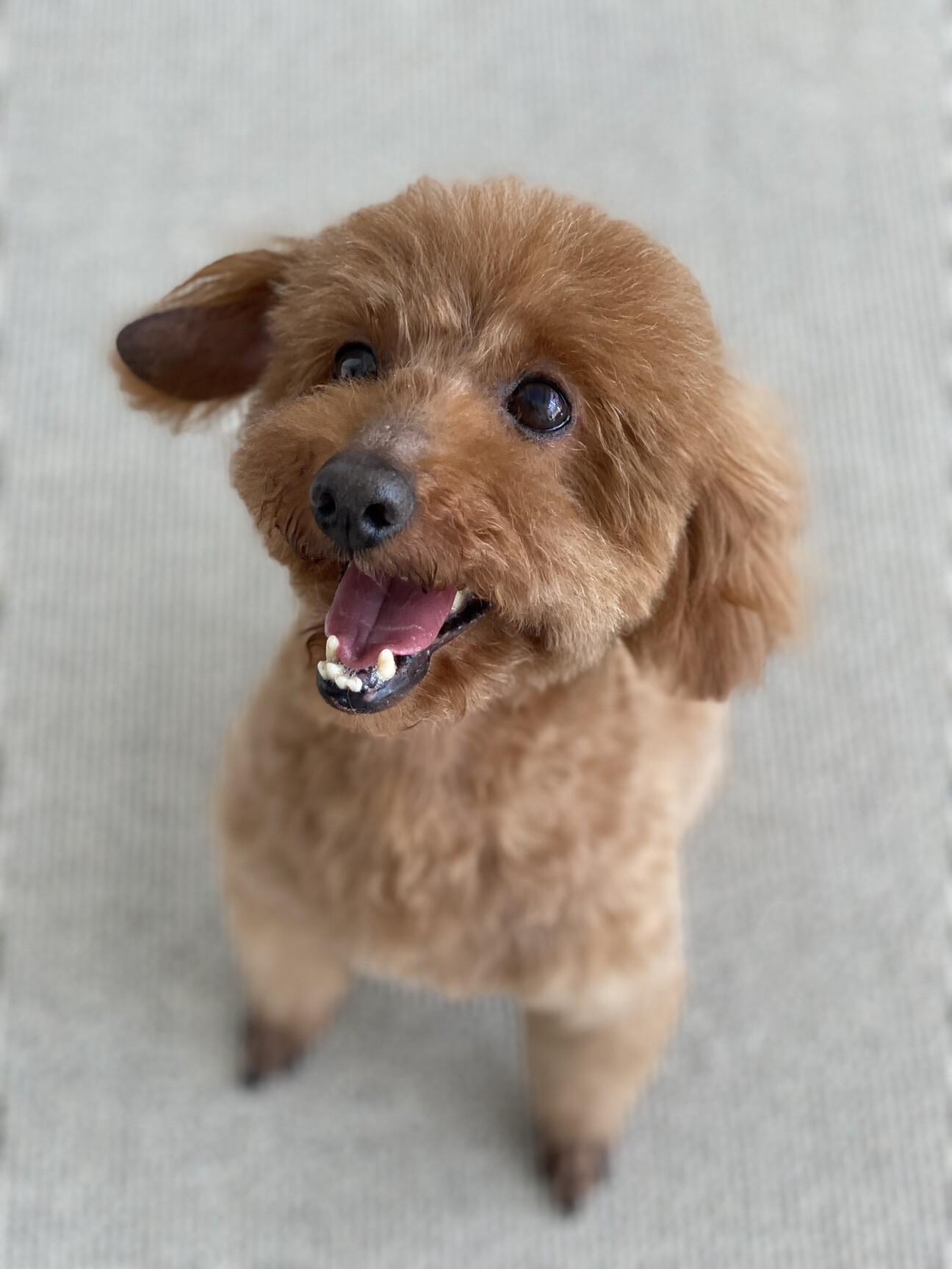 No10】トイプードル」東京都 - 犬の里親募集(378657) :: ペットの