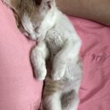 3ヶ月　女の子　茶白　人馴れバツグン