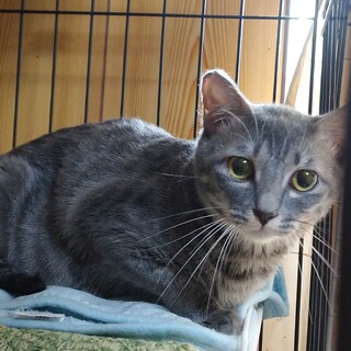 抱っこは苦手でも撫でてほしい☆鯖トラ柄いずもちゃん