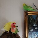 コザクラインコ　セキセイインコ