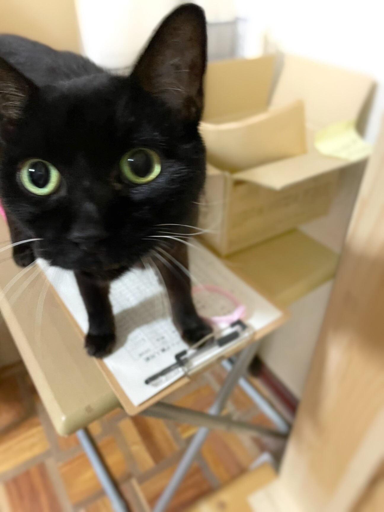 めめちゃん ～余命１か月」奈良県 - 猫の里親募集(378674 