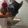 めちもち