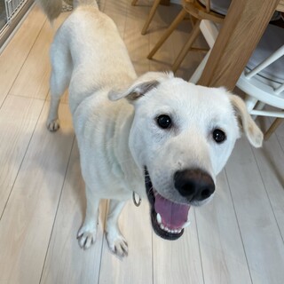 「チロ」男の子