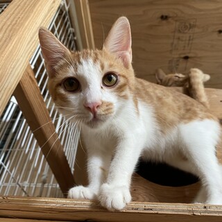 ⭐︎茶トラ白のミーノくん⭐︎