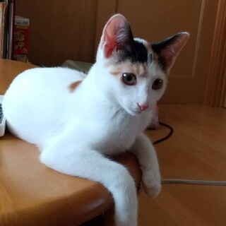 白三毛の女の子 海ちゃん