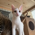 ⭐︎白茶のヌガーくん⭐︎