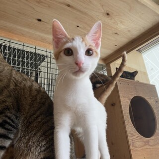 ⭐︎白茶のヌガーくん⭐︎