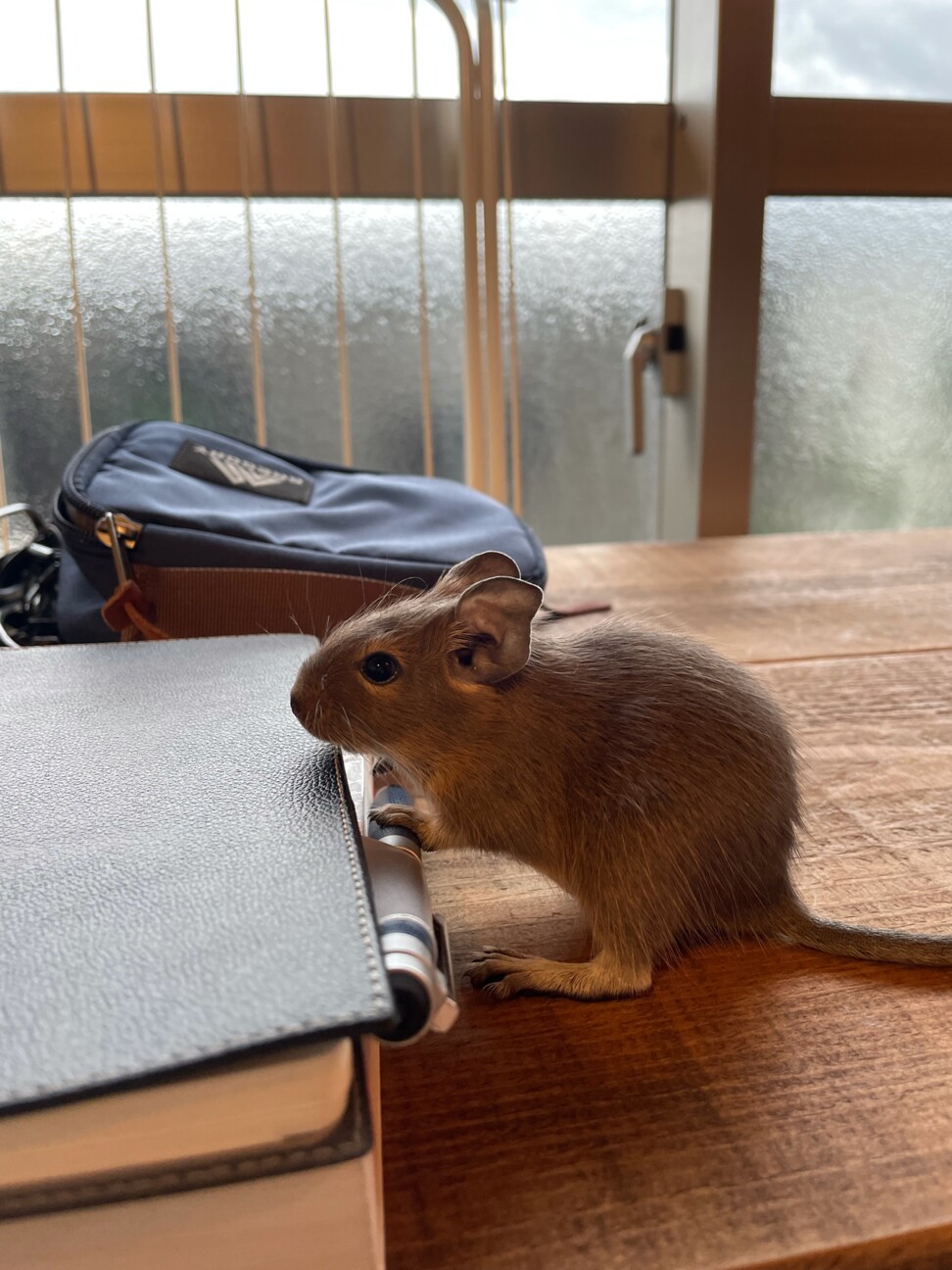 【R3.07.04生まれ】デグーの里親募集！ サムネイル2