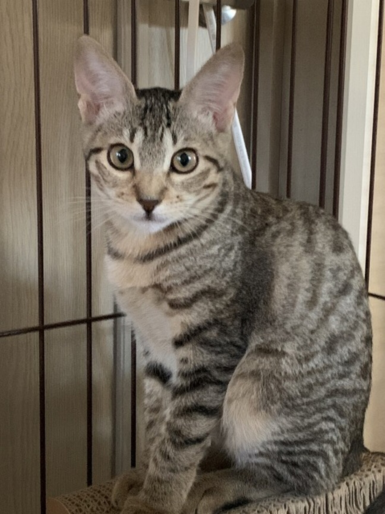 美人キジ猫の子猫さんです 長崎県 猫の里親募集 ペットのおうち 月間利用者150万人