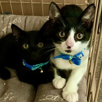 八割れのエイト＆黒猫のナイト