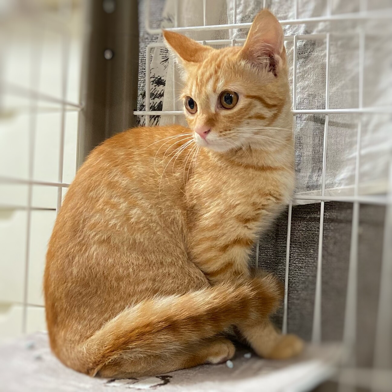 ちょっぴりシャイな茶トラ姉妹☆ララちゃん3ヶ月 サムネイル2