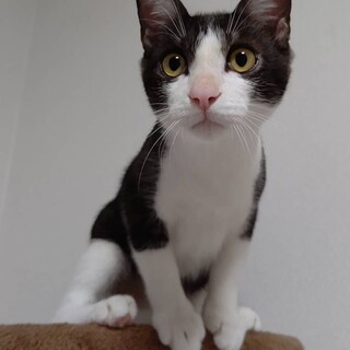 可愛い『そうま』くんの里親探しを募集します！