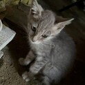 生後間もない仔猫です