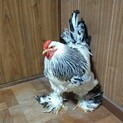 鶏　ブラマ　オスです。