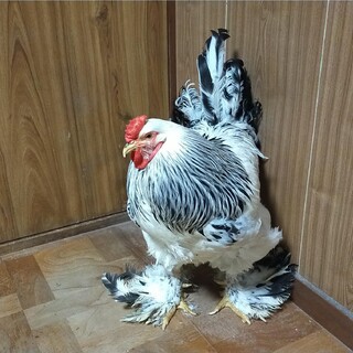 鶏　ブラマ　オスです。