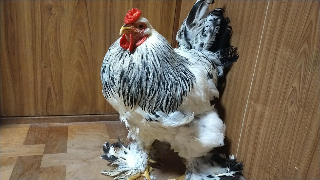 鶏 ブラマ オスです 神奈川県 鳥の里親募集 ペットのおうち 月間利用者150万人