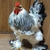 鶏　ブラマ　オスです。 サムネイル3