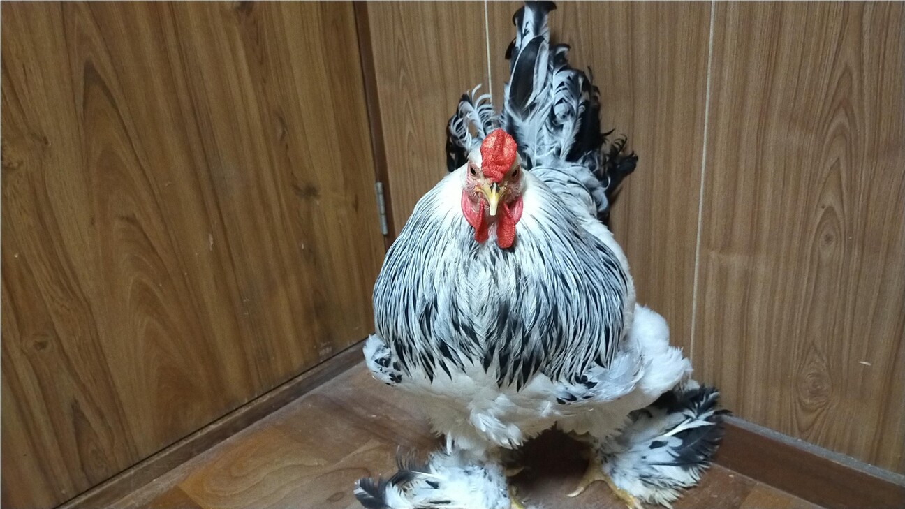 鶏 ブラマ オスです 神奈川県 鳥の里親募集 ペットのおうち 月間利用者150万人