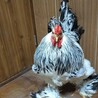 鶏　ブラマ　オスです。 サムネイル4