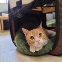 本当に可愛い茶トラくん
