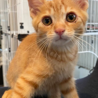 茶トラのりくくん